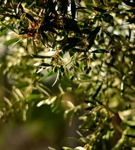 Close-up of olive tree branches with sunlit leaves and ripe olives in Greece.
