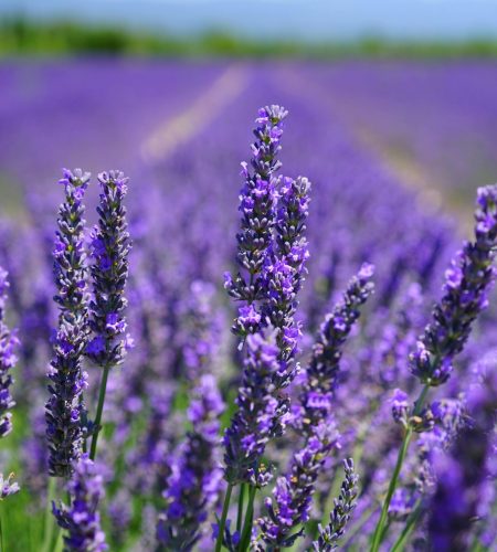 Vibrant purple lavender field in full bloom under a clear blue sky, capturing nature's beauty and tranquility.